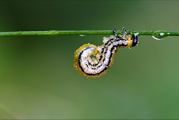 Image showing caterpillar curved