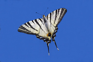 Image showing  flying in the blue sky