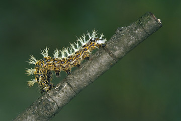 Image showing caterpillar of Papilionidae in the branch