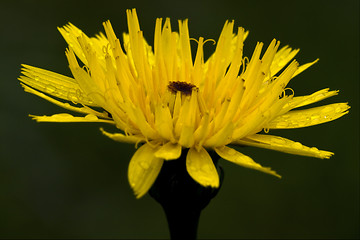 Image showing yellow hieracium sylvaticum 