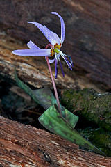 Image showing  erythronium  dens canis