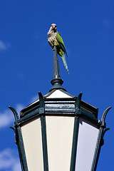 Image showing  street lamp  and parrot