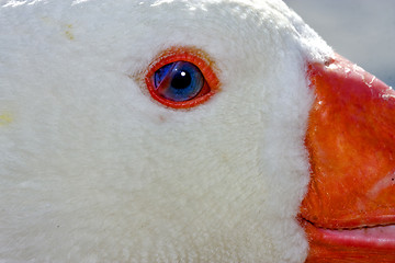 Image showing white duck whit blue eye in argentina