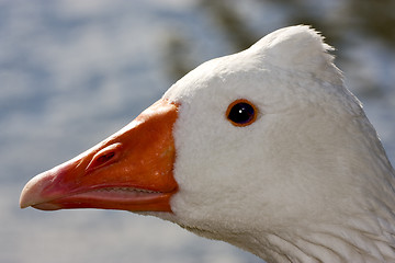 Image showing white  duck whit black eye