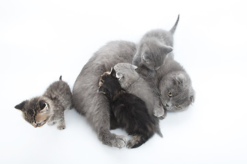 Image showing mother cat feeding her four kittens