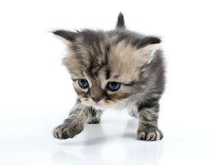 Image showing cute Scottish straight kitten moving along