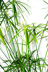 Image showing Grass plant leaves background