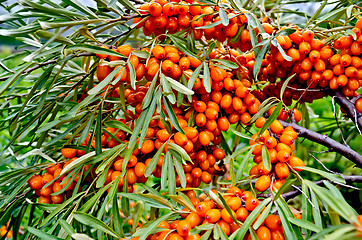 Image showing Buckthorn on a branch