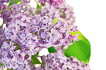 Image showing Lilac lush