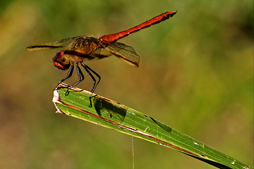 Image showing red dragonfly on a piece of leaf  