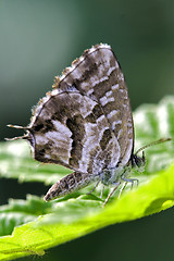 Image showing wild brown  butterfly 