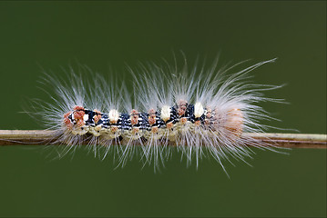 Image showing  caterpillar  in the bush