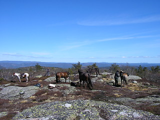 Image showing Five Horses