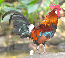 Image showing rooster