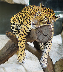 Image showing upset jaguar