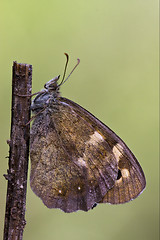 Image showing side of  butterfly 