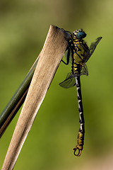 Image showing  dragonfly anax imperator on a  leaf  