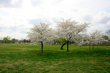 Image showing Cherry trees