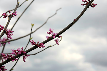 Image showing Pink cherry blossoms