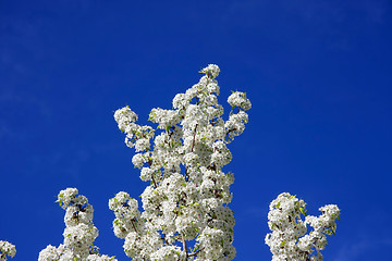 Image showing White cherry blossoms