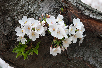 Image showing Cherry tree blossoms