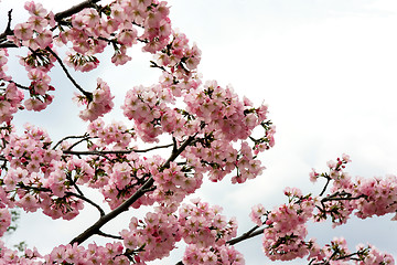 Image showing Pink cherry blossoms