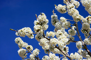 Image showing White cherry blossoms