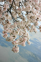 Image showing Cherry blossoms limbs