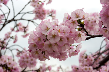 Image showing Pink cherry blossoms