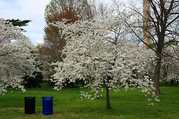 Image showing Two dustbins and cherry trees