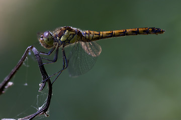 Image showing side of wild  yellow black dragonfly 