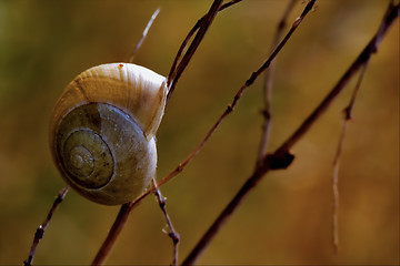 Image showing in the bush