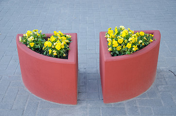 Image showing violet pansy flower yellow concrete pot city tile 