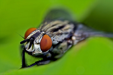 Image showing calliphoridae 