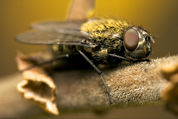 Image showing pollenia rydis