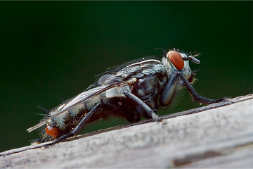 Image showing  wild fly  in the bush