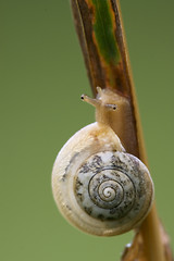 Image showing  head of wild brown snail 