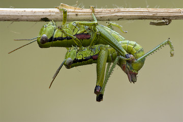 Image showing close up of two grasshopper Orthopterous 