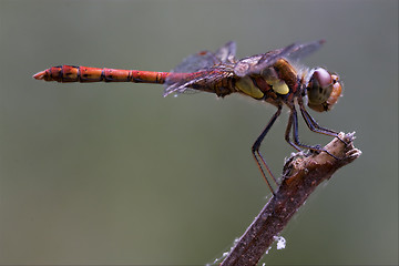 Image showing  red yellow dragonfly