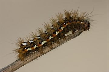 Image showing wild hairy caterpillar 