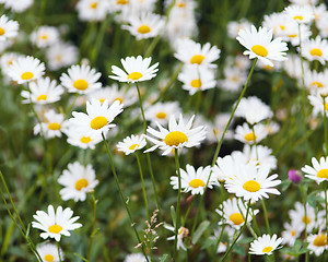 Image showing green flowering meadow with white daisies