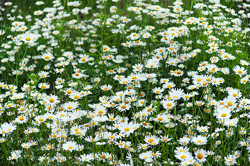 Image showing green flowering meadow with white daisies