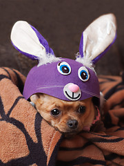 Image showing Red chihuahua dog dressed as a rabbit.