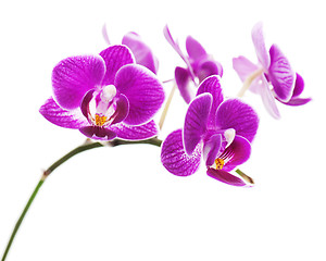 Image showing Very rare purple orchid isolated on white background.