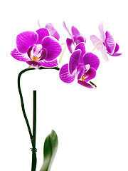 Image showing Purple orchid isolated on white background.