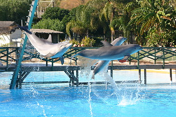 Image showing leaping dolphins