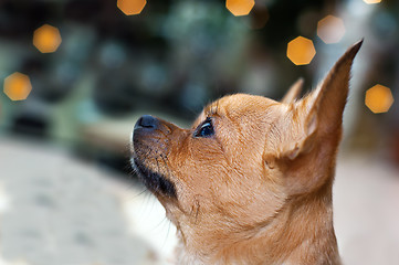 Image showing red chihuahua dog on bokeh background