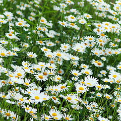 Image showing green flowering meadow with white daisies