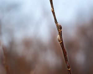 Image showing beautiful pussy willow branch with catkins