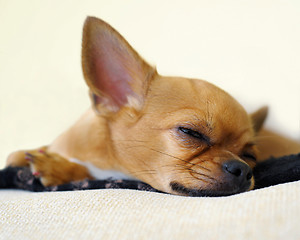 Image showing Sleeping red chihuahua dog on beige background.